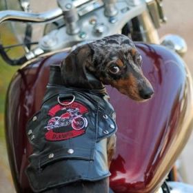 Biker Dawg Motorcycle Dog Jacket (Option: BlackX-Small)