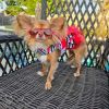 Cherry Stripe Harness Dress with Matching Leash