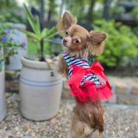 Cherry Stripe Harness Dress with Matching Leash (Option: X-Small)