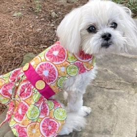 Citrus Slice Dog Dress with Matching Leash (Option: X-Small)