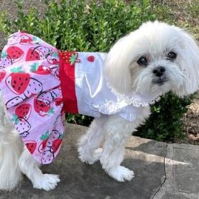 Strawberry Picnic Dog Dress with Matching Leash (Option: X-Small)