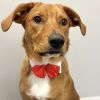 White Collar with Red Satin Bow Tie